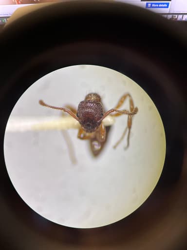 Myrmica specioides photo 77