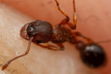 Myrmica specioides photo 78