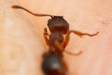 Myrmica specioides photo 79