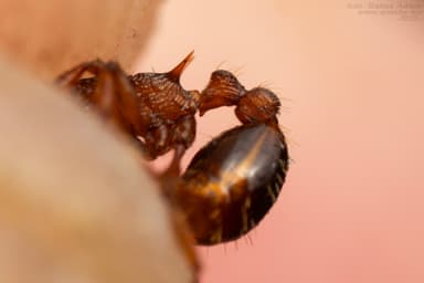 Myrmica specioides photo 80