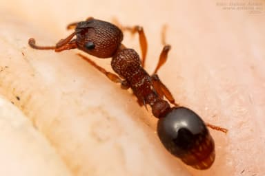 Myrmica specioides photo 81
