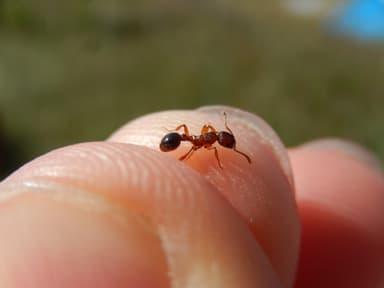Myrmica specioides — colony photo 82