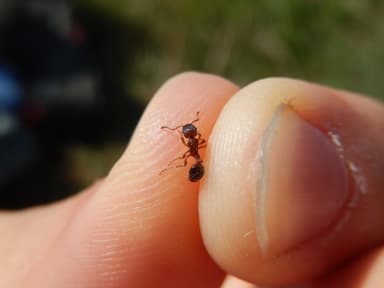 Myrmica specioides — colony photo 83