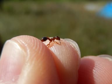 Myrmica specioides — colony photo 84