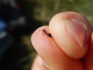 Myrmica specioides — colony photo 85