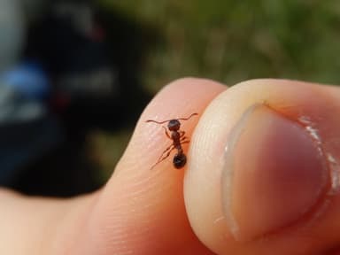 Myrmica specioides — colony photo 88