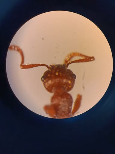 Myrmica specioides — colony photo 89