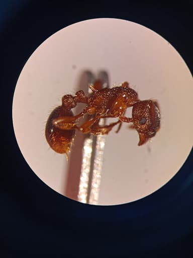 Myrmica specioides — colony photo 91