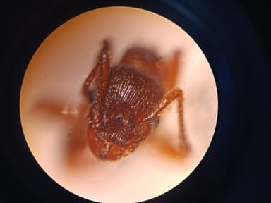 Myrmica specioides — colony photo 92