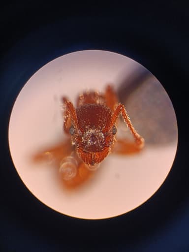 Myrmica specioides — colony photo 93