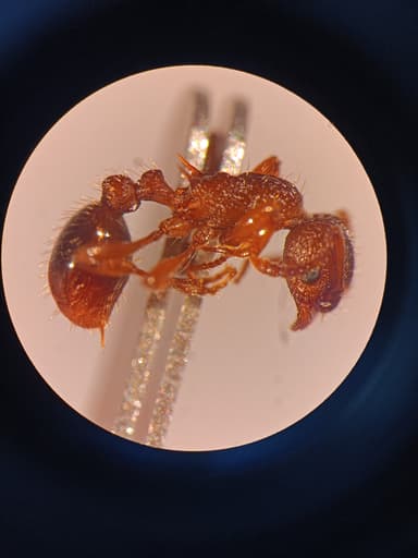 Myrmica specioides — colony photo 94