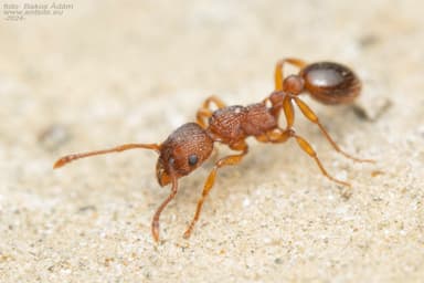Myrmica specioides photo 96
