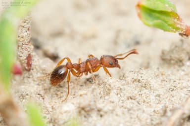 Myrmica specioides photo 97