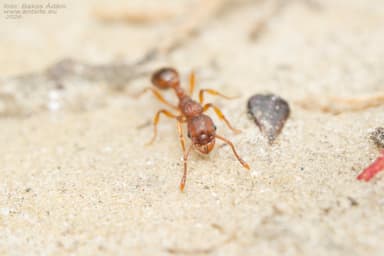 Myrmica specioides photo 99