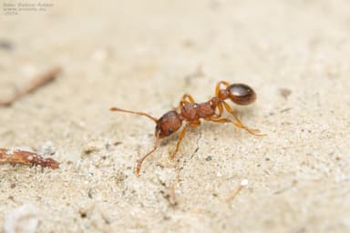 Myrmica specioides photo 100