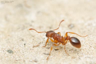 Myrmica specioides photo 101