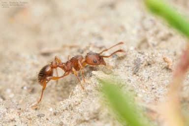 Myrmica specioides photo 102