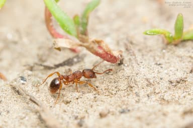 Myrmica specioides photo 103