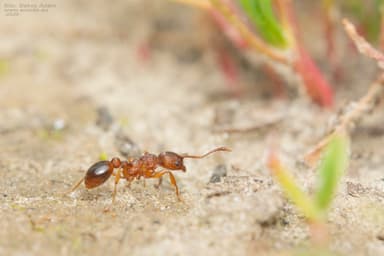 Myrmica specioides photo 104