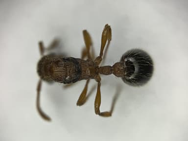 Myrmica specioides photo 106
