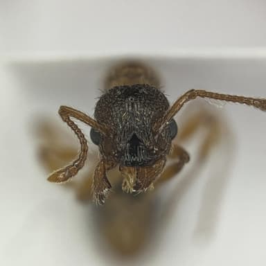 Myrmica specioides photo 107