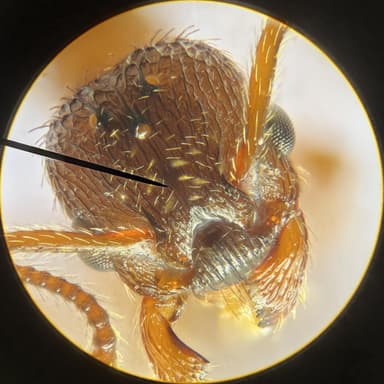 Myrmica specioides photo 110