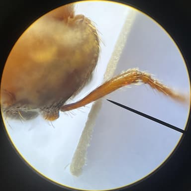 Myrmica specioides photo 111