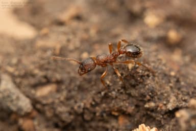 Myrmica specioides photo 114