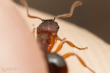 Myrmica specioides photo 116