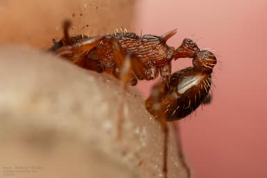 Myrmica specioides photo 118
