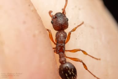 Myrmica specioides photo 119
