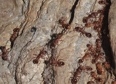 Myrmica specioides photo 120