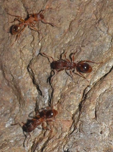 Myrmica specioides photo 121