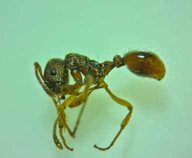 Myrmica specioides photo 122