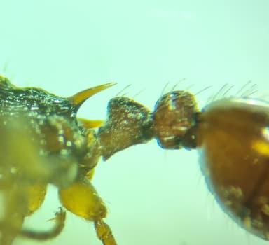 Myrmica specioides photo 123