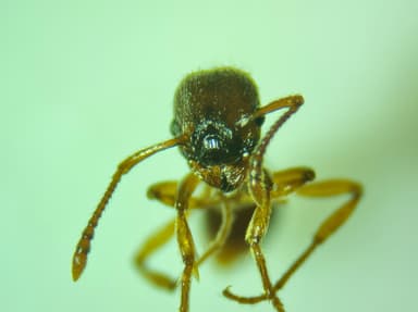 Myrmica specioides photo 124