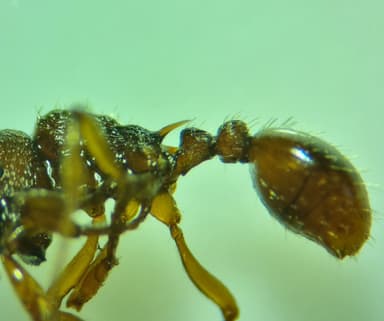 Myrmica specioides photo 125