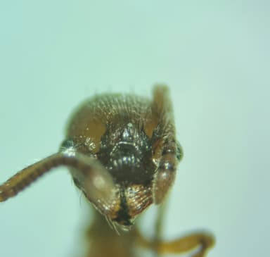 Myrmica specioides photo 127