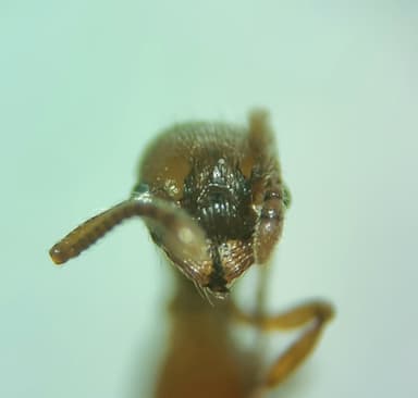 Myrmica specioides photo 128