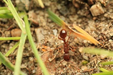 Myrmica specioides — colony photo 129