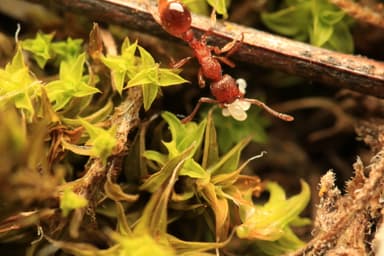 Myrmica specioides — colony photo 130