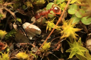Myrmica specioides — colony photo 131