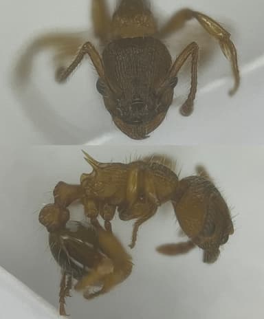 Myrmica specioides — colony photo 133
