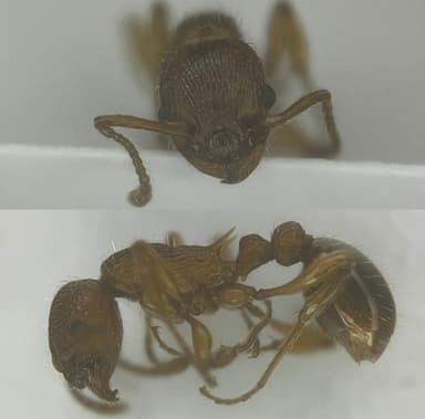 Myrmica specioides — colony photo 134