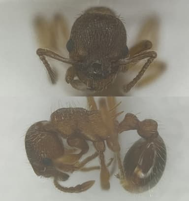 Myrmica specioides — colony photo 135