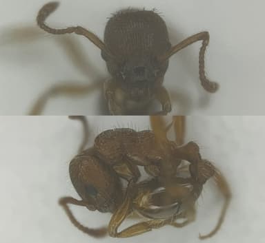 Myrmica specioides — colony photo 136