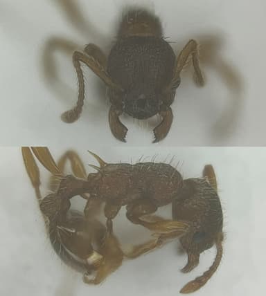 Myrmica specioides — colony photo 137