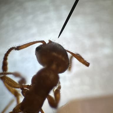 Myrmica specioides — colony photo 138