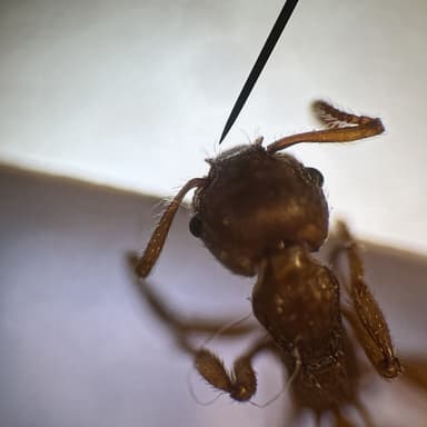Myrmica specioides — colony photo 139