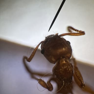 Myrmica specioides — colony photo 140